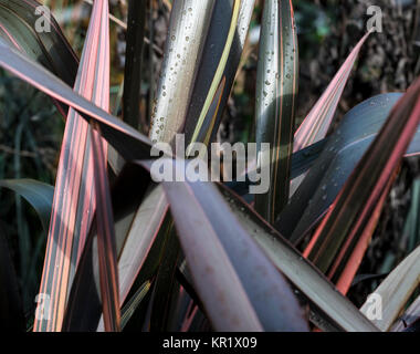 Phormium Maori Königin, Flachs lily Maori Königin, Hemerocallidaceae, Stockfoto