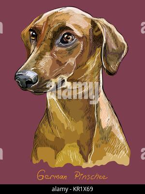 Deutsche Pinscher Vektor hand Zeichnung Illustration in verschiedenen Farben auf rosa Hintergrund Stock Vektor