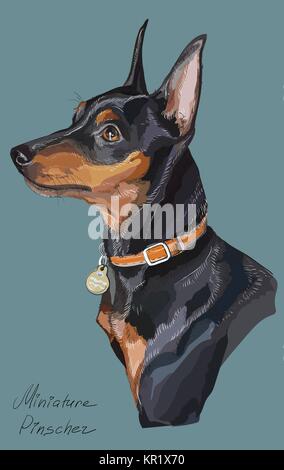 Zwergpinscher Vektor hand Zeichnung Illustration in verschiedenen Farben auf Türkisfarbenem Hintergrund Stock Vektor