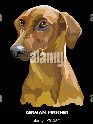 Farbige Porträt des Deutschen Pinscher isoliert Vector Illustration auf schwarzem Hintergrund Stock Vektor