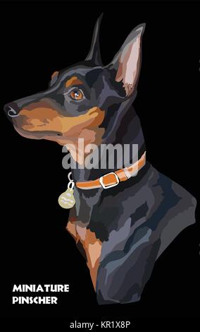 Farbige Portrait von Zwergpinscher isoliert Vector Illustration auf schwarzem Hintergrund Stock Vektor