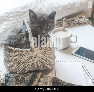 Grau flauschige Kätzchen im Korb, Kaffee und ein Telefon auf eine weiße Fläche Stockfoto