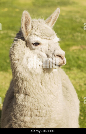 In der Nähe des Lama Festlegung auf dem Rasen, Arequipa, Peru Stockfoto