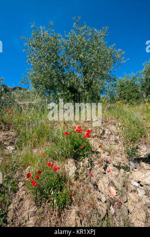 Olivenbaum (Olea europaea) und Roter Mohn (Papaver rhoeas), Umbrien, Italien Stockfoto