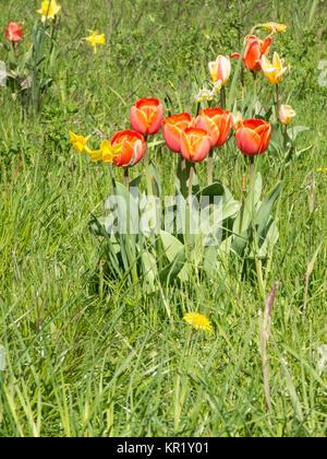 Rote und gelbe Tulpen in einer sonnigen Wiese Stockfoto