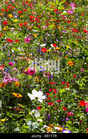 Bereich der Sommer wilde Blumen, Daisy, Mohn, sehr bunt, Gelb, Grün, Blau, Rot, Farben Stockfoto