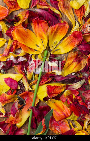 Als Blume arrangierte BlÃ¼tenblÃ¤tter von Tulpen Stockfoto