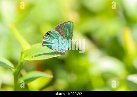 Blackberry hairstreak - callophrys Rubi Stockfoto