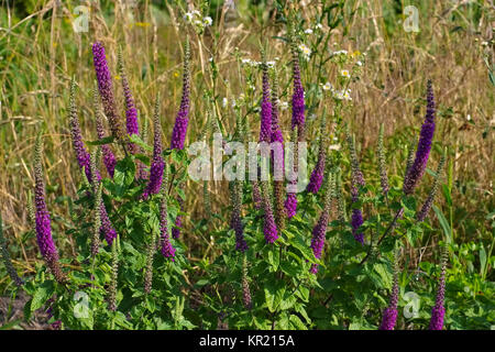 Davor-Gamander Im Sommer - Teucrium Hircanicum Blüte im Sommer, eine mediterrane Pflanze Stockfoto