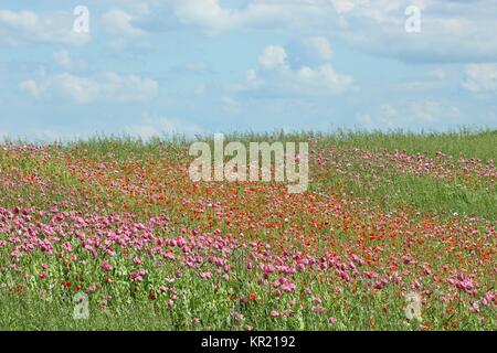 Mohnblüte (Papaver somniferum) mit Klatsch Mohnblume in Germerode am MeiÃŸner Stockfoto