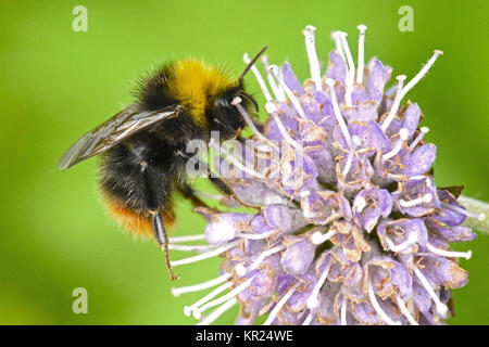 Hummeln auf Blume, Norwegen Stockfoto