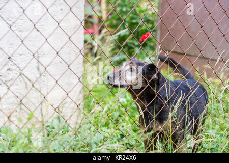 Nahaufnahme der von einem streunenden Hunde Pfote hinter dem Corral eines Hundes Zuflucht Stockfoto