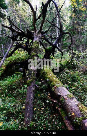 Gefallenen Moos bedeckt Bäume im Wald Stockfoto