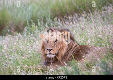 Ein einsamer männlicher Löwe allein die Verlegung in langen Gras, Seitenansicht mit dem Kopf nach vorn, Hochformat, Lewa Conservancy, Kenia, Afrika Stockfoto