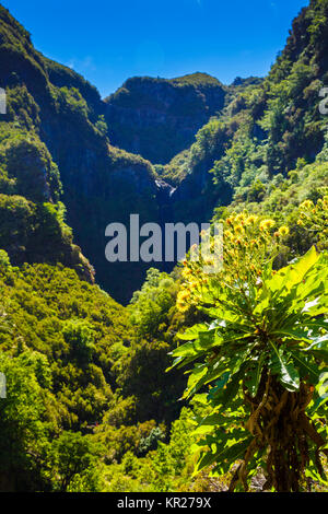 Blumen und Canyon. Stockfoto