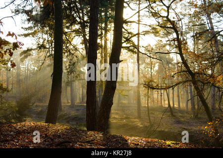 Sonnenlicht durch Bäume im Wald Stockfoto
