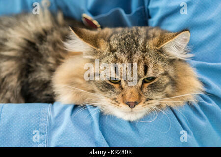 Sibirische braune Katze, braun Tabby Langhaarige Stockfoto