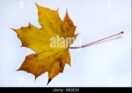 Herbst Blatt, Ahorn, Spitzahorn Herbstblatt, Stockfoto