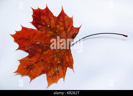 Herbst Blatt, Ahorn, Spitzahorn Herbstblatt, Stockfoto