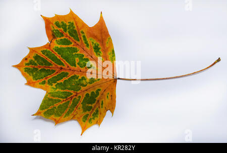 Herbst Blatt, Ahorn, Spitzahorn Herbstblatt, Stockfoto