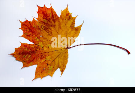 Herbst Blatt, Ahorn, Spitzahorn Herbstblatt, Stockfoto