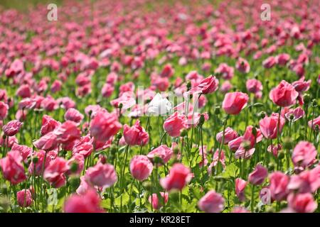 Weißer Mohn zwischen vielen rosa Mohnblumen Stockfoto