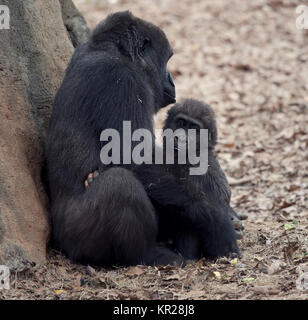 Gorilla-Weibchen und ein Baby Stockfoto