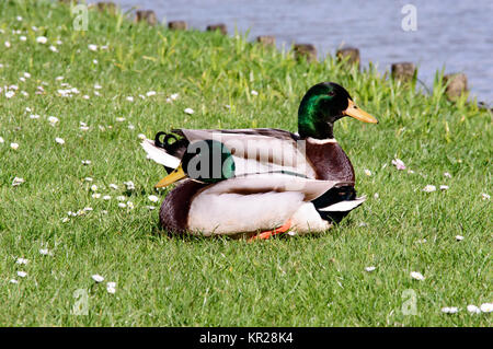 Zwei wilde Stockenten ruht in der Sonne Stockfoto