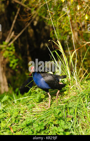 New Zealand Pukeko, einen einheimischen Vogel in freier Wildbahn Stockfoto