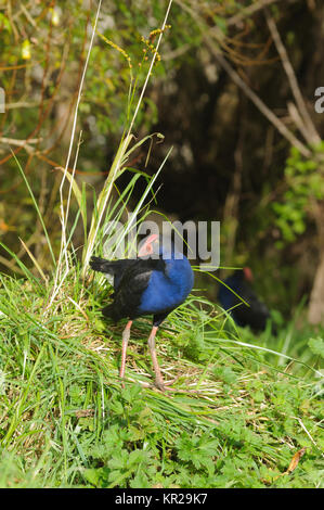 New Zealand Pukeko, einen einheimischen Vogel in freier Wildbahn Stockfoto