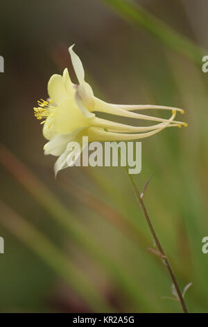 Aquilegia chrysantha Stockfoto