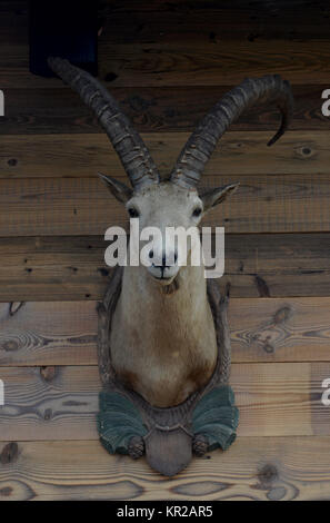 Steinbock, Augustiner Biergarten, der Schönheit Feld, Brandenburg, Deutschland, Steinbock, Augustiner Biergarten, Schönefeld, Deutschland Stockfoto