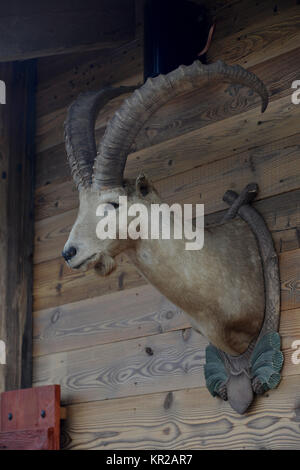 Steinbock, Augustiner Biergarten, der Schönheit Feld, Brandenburg, Deutschland, Steinbock, Augustiner Biergarten, Schönefeld, Deutschland Stockfoto