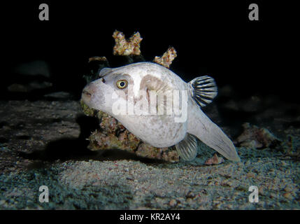 Arothron diadematus Maske Kugel Fisch, Nacht, Saint John?'s Riff, Rotes Meer, Ägypten/Ägypten, Maskenkugelfisch (Arothron diadematus), Nacht, St. John's R Stockfoto