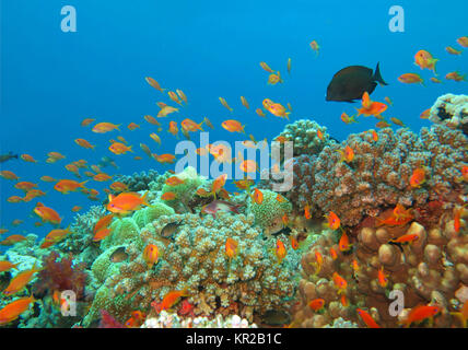 Juwelen-flag Sitzstangen Pseudanthias squamipinnis, Korallenriff, Saint Johns Riff, Rotes Meer, Ägypten, Juwelen-Fahnenbarsche (Pseudanthias squamipinnis), Ko Stockfoto