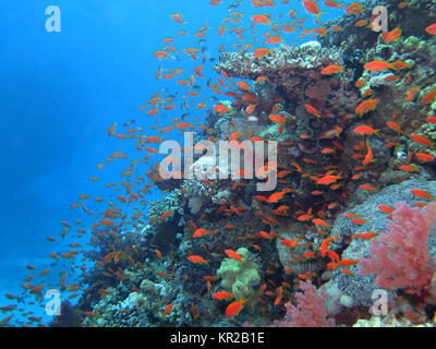 Juwelen-flag Sitzstangen Pseudanthias squamipinnis, Korallenriff, Saint Johns Riff, Rotes Meer, Ägypten, Juwelen-Fahnenbarsche (Pseudanthias squamipinnis), Ko Stockfoto