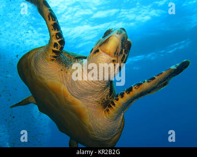 Real? Karettschildkr te Eretmochelys imbricata, Saint John?'s Riff, Rotes Meer, Ägypten/Ägypten, Echte Karettschildkröte (Eretmochelys imbricata), St. J Stockfoto