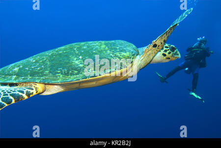 Real? Karettschildkr te Eretmochelys imbricata, Saint John?'s Riff, Rotes Meer, Ägypten/Ägypten, Echte Karettschildkröte (Eretmochelys imbricata), St. J Stockfoto