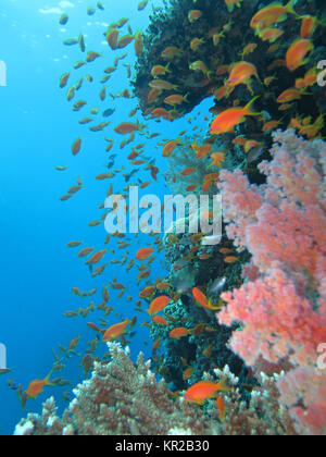 Juwelen-flag Sitzstangen Pseudanthias squamipinnis, Korallenriff, Saint Johns Riff, Rotes Meer, Ägypten, Juwelen-Fahnenbarsche (Pseudanthias squamipinnis), Ko Stockfoto