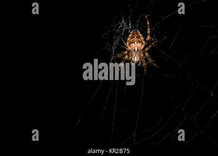 Ein Lowkey Bild des European Garden Spider, Araneus diadematus auf dem Web. Stockfoto