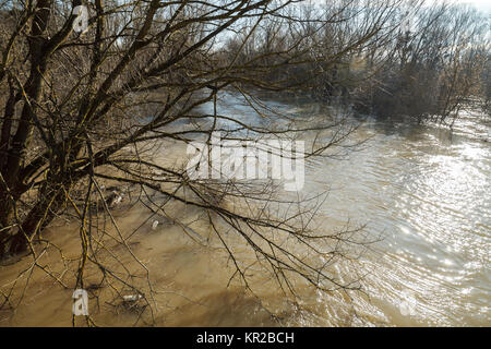 Der Fluss nach dem Unwetter kam aus der Banken. Überschwemmung Ufer, Bäume nach Hochwasser Stockfoto