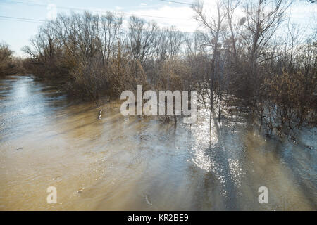 Der Fluss nach dem Unwetter kam aus der Banken. Überschwemmung Ufer, Bäume nach Hochwasser Stockfoto