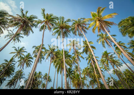Palmen vor blauem Himmel auf Koh Kood Insel in Thailand. Stockfoto