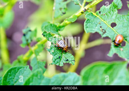 Colorado-Käfer und Larven auf Kartoffel Blätter Stockfoto