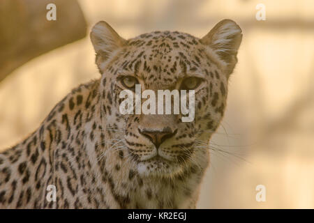 Nahaufnahme des Gesichts und der Look der Leopard Stockfoto