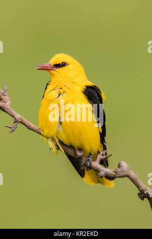 Eurasischen Pirol (Oriolus oriolus), männlich sitzen auf Zweig, Bács-Kiskun, Ungarn Stockfoto