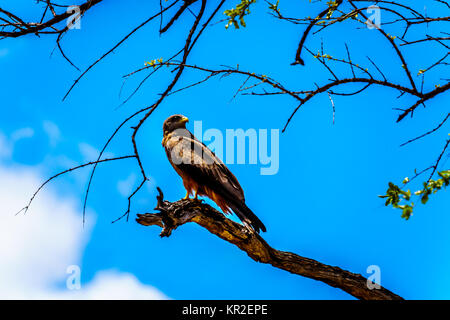 Steppe Bussard thront auf einem Ast im Kruger Nationalpark in Südafrika Stockfoto