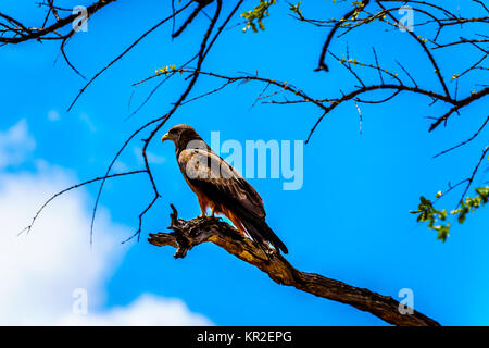 Steppe Bussard thront auf einem Ast im Kruger Nationalpark in Südafrika Stockfoto