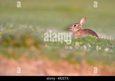 Junge europäische Kaninchen (Oryctolagus cuniculus), sitzt auf einer Wiese, Isle of Skye, Schottland Stockfoto
