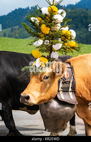 Die transhumanz Ereignis in Charmey Stockfoto